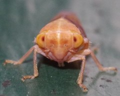 Tremulicerus fulgidus