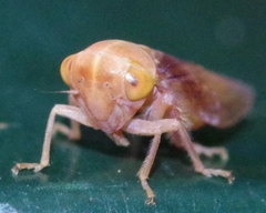 Tremulicerus fulgidus