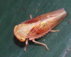 Tremulicerus fulgidus