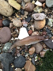 Gaidropsaridae