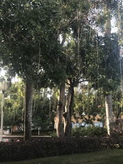 Kigelia