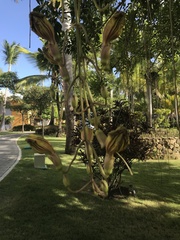 Kigelia