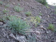 Ferula transiliensis