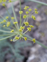 Ferula transiliensis