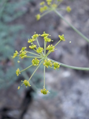Ferula transiliensis
