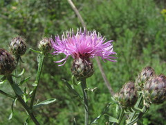 Centaurea pseudoscabiosa