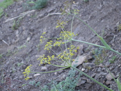 Ferula transiliensis