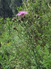 Centaurea pseudoscabiosa