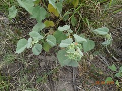 Abutilon berlandieri