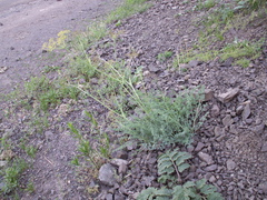 Ferula transiliensis