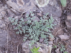 Ferula transiliensis