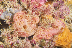 Hemimycale columella