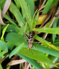 Neoclytus mucronatus