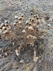 Ancathia igniaria