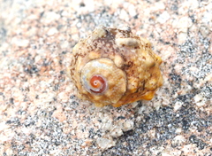 Lunella granulata