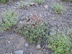 Polygonum cognatum