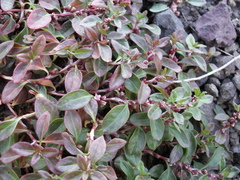 Polygonum cognatum