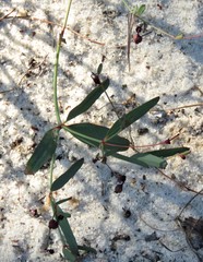 Euphorbia exserta image