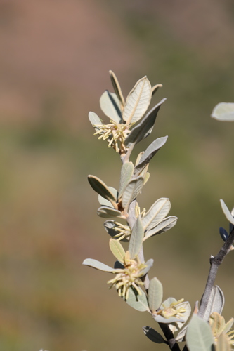 Pervillaea venenata subsp. macrantha image