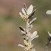 Pervillaea venenata macrantha - Photo (c) David Rabehevitra, some rights reserved (CC BY-NC), uploaded by David Rabehevitra