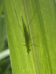 Phlugis ocraceovittata