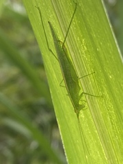 Phlugis ocraceovittata