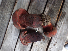 Boletus rubroflammeus