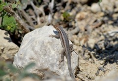 Sceloporus siniferus