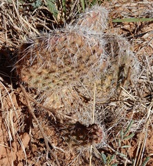 Opuntia polyacantha polyacantha