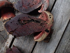 Boletus rubroflammeus