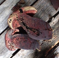 Boletus rubroflammeus