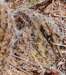 Opuntia polyacantha polyacantha
