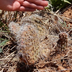 Opuntia polyacantha polyacantha