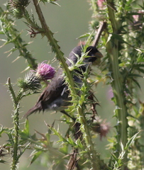 Sporophila caerulescens