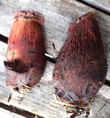 Boletus rubroflammeus
