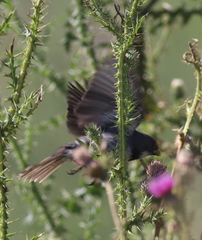 Sporophila caerulescens