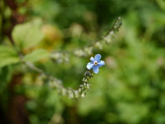 Hackelia uncinata
