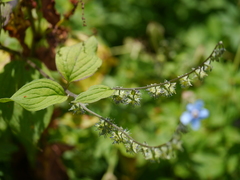 Hackelia uncinata