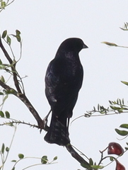 Molothrus bonariensis