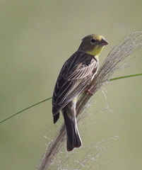 Sicalis luteola