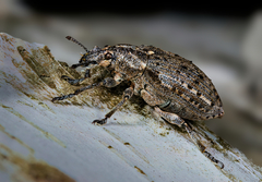 Ithycerus noveboracensis