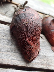 Boletus rubroflammeus