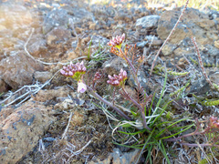 Cardamine polemonioides