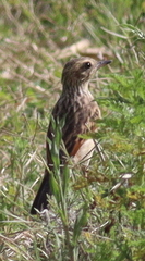 Hymenops perspicillatus
