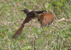 Hymenops perspicillatus
