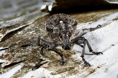 Ithycerus noveboracensis