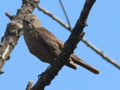 Molothrus bonariensis