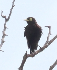 Hymenops perspicillatus