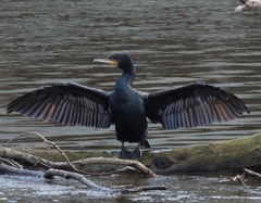 Phalacrocorax carbo
