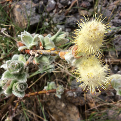 Salix lanata
